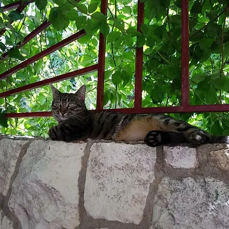 Goran's Place 2* フヴァル