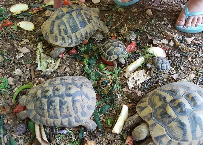 Goran's Place 2*