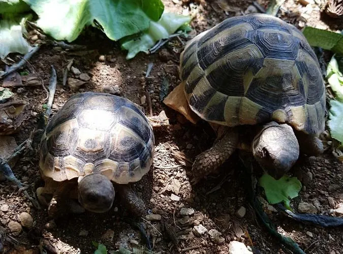 Affittacamere Goran's Place