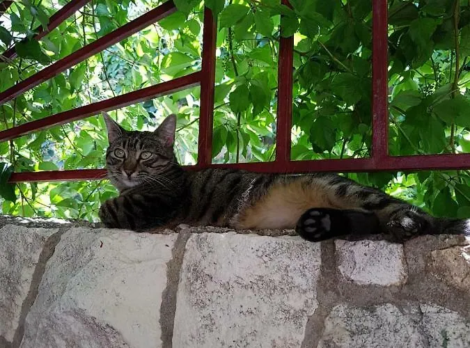 Goran's Place 2* フヴァル