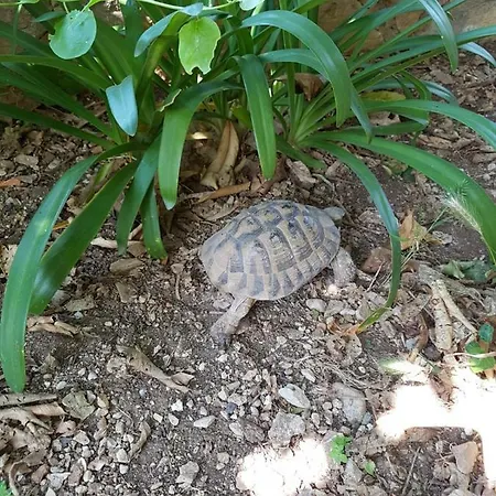 Goran's Place Maison d'hôtes 2*