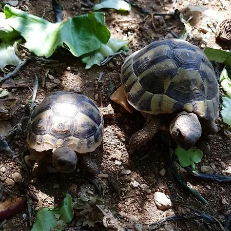 Maison d'hôtes Goran's Place